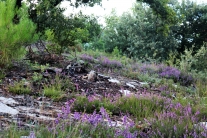 Purple Gold (Chassiers, France)